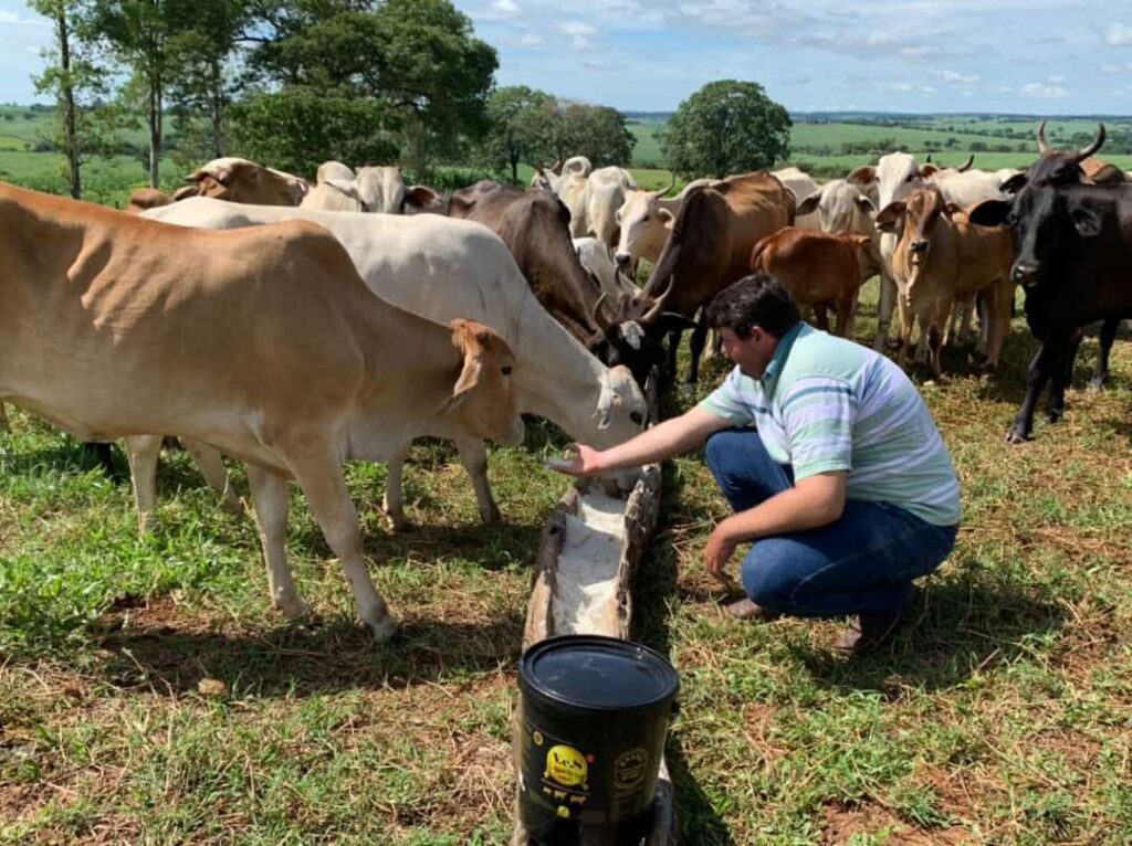 Gado leiteiro pastando em uma fazenda country