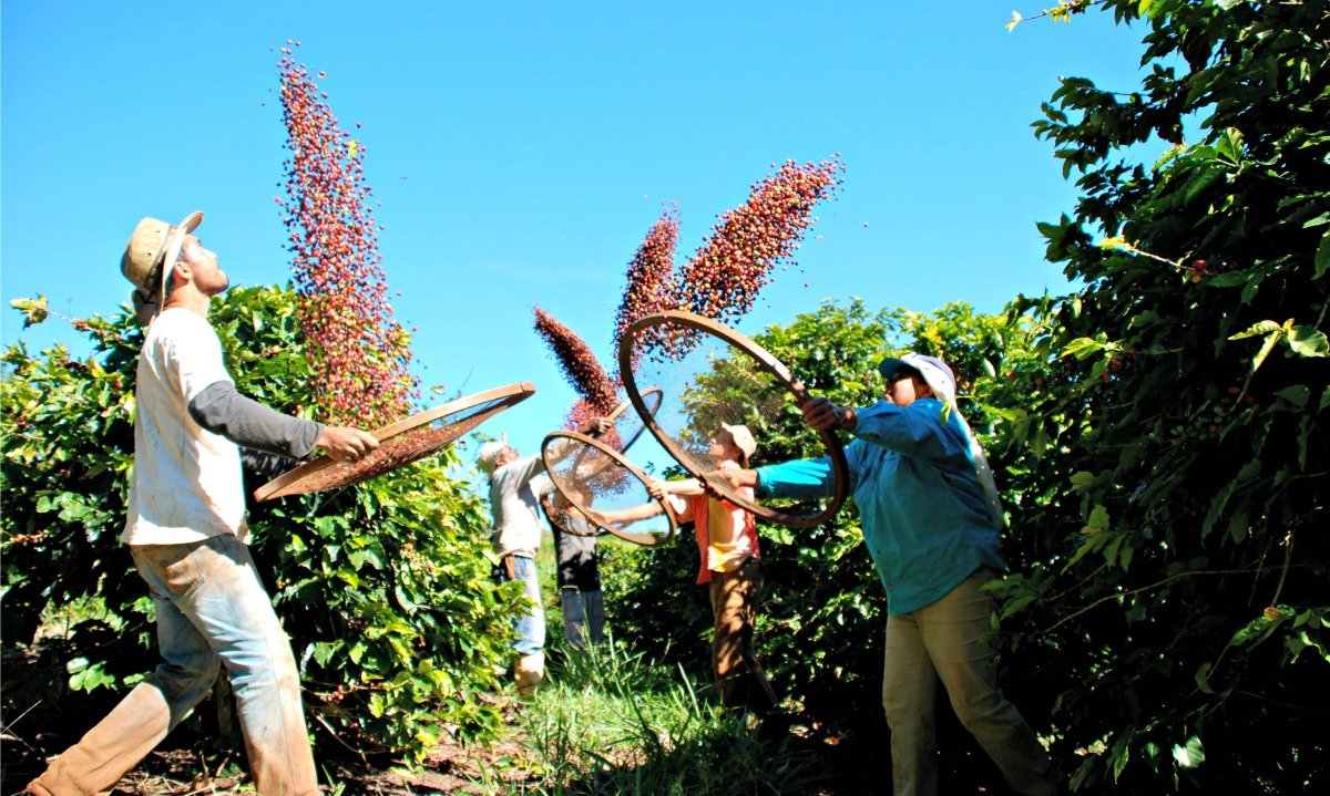 Café plantado em uma fazenda country