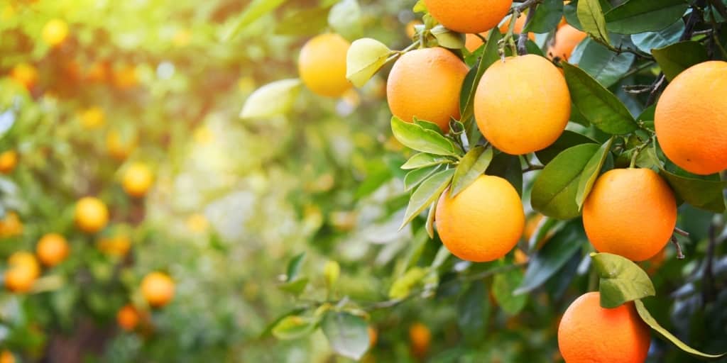 Cultivo de frutas em um sítio rural com paisagem country