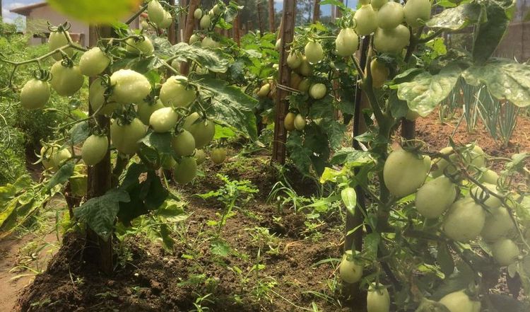 Uma bela horta com diversas ervas e vegetais frescos em um ambiente rural.