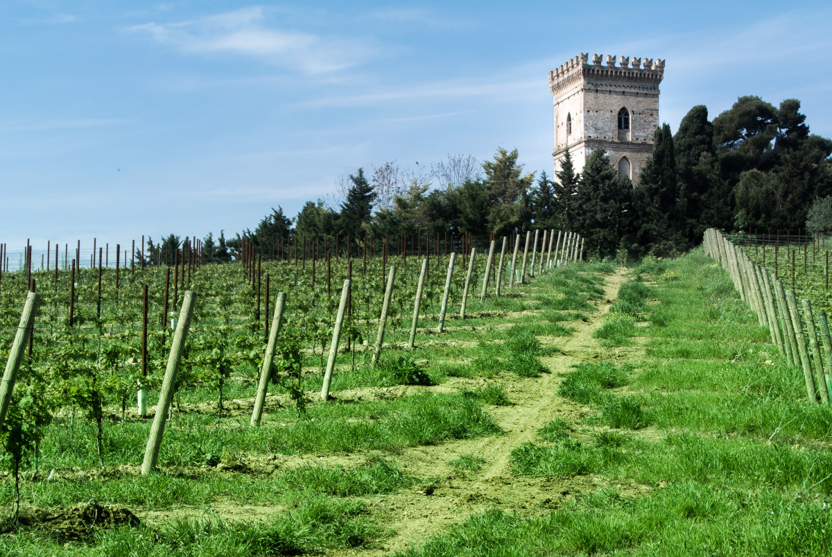 Torres de Pastagem em um panorama rural com árvores e vinhedos ao fundo