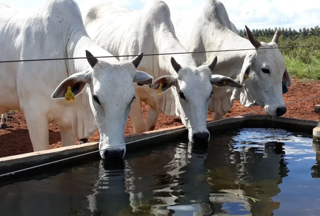 Cuidados com animais na fazenda, destacando práticas de bem-estar animal.