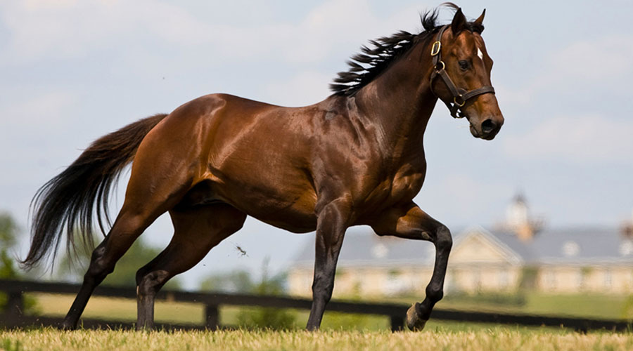 Cavalo Puro Sangue em um campo aberto, simbolizando a força e a beleza da raça.