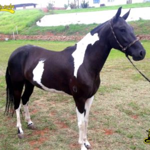 Cavalo Mangalarga Marchador em um pasto verde sob a luz do sol