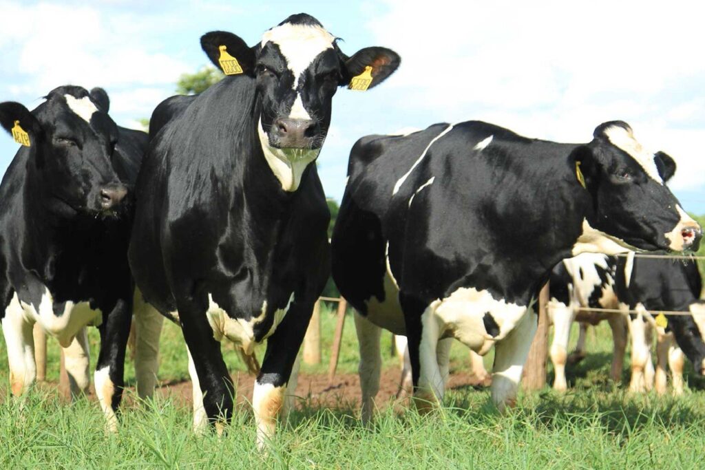 Fazendas de leite no Brasil com pastagens verdes ao fundo