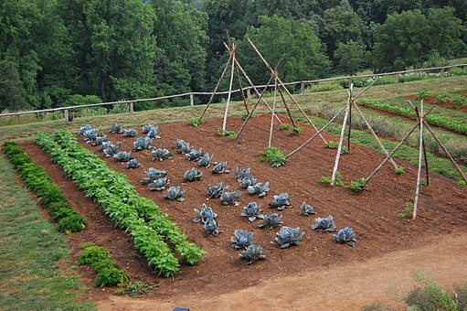 Uma bela horta tradicional no interior, com diversas plantas típicas da cultura rural.