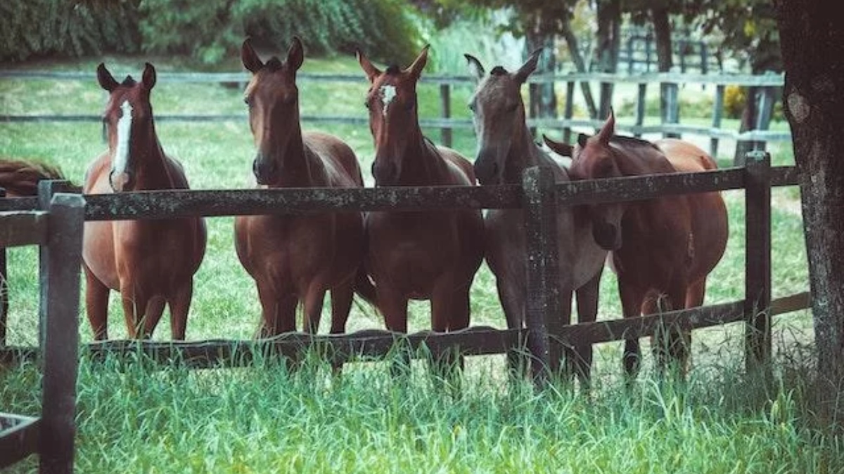 Cavalos pastando em um campo verde sob a luz do sol