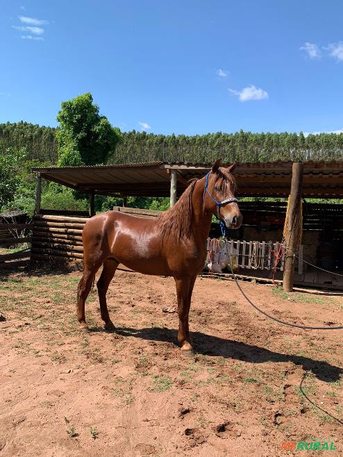 Cavalo Mangalarga Marchador em São Carlos SP