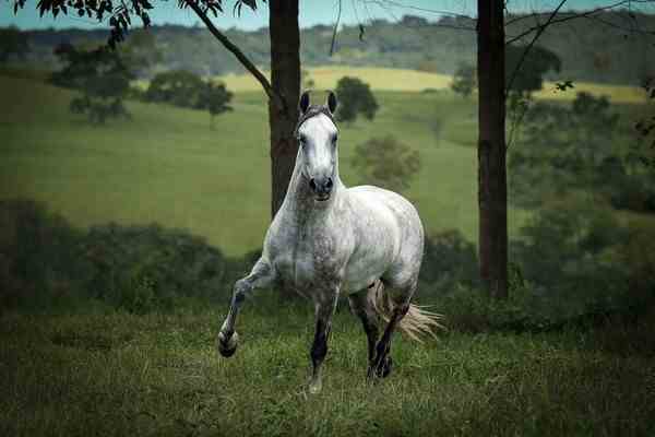 Cavalos Mangalarga em destaque com um cenário rural ao fundo.