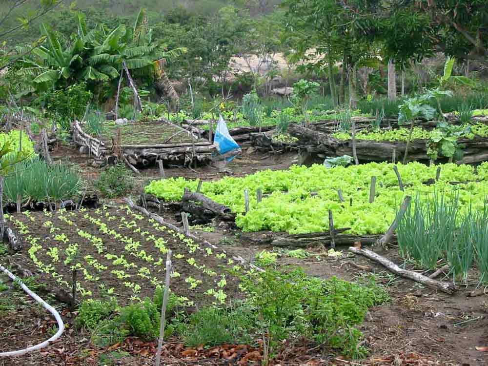 Horta familiar com verduras frescas e flores em um ambiente country.