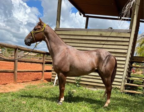 Cavalos Quarto de Milha pastando em um campo verde sob o sol