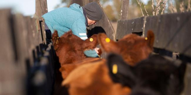 Cuidado com animais de fazenda em um ambiente rural