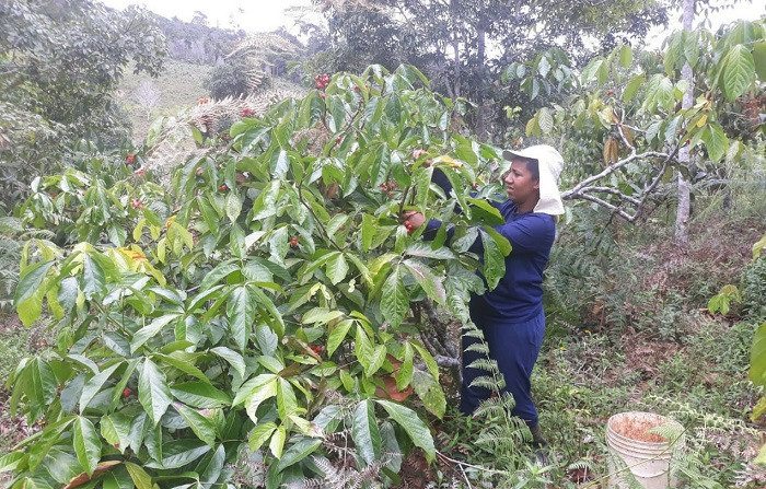 Plantação de Guaraná e Café em um ambiente rural com tema country