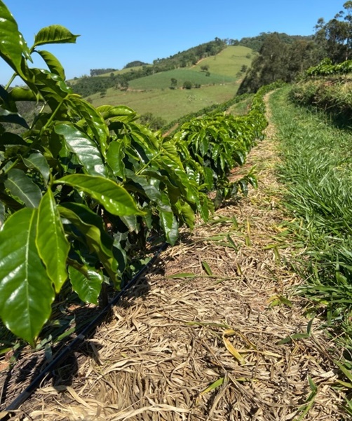 Cultivo sustentável de café em um ambiente rural country