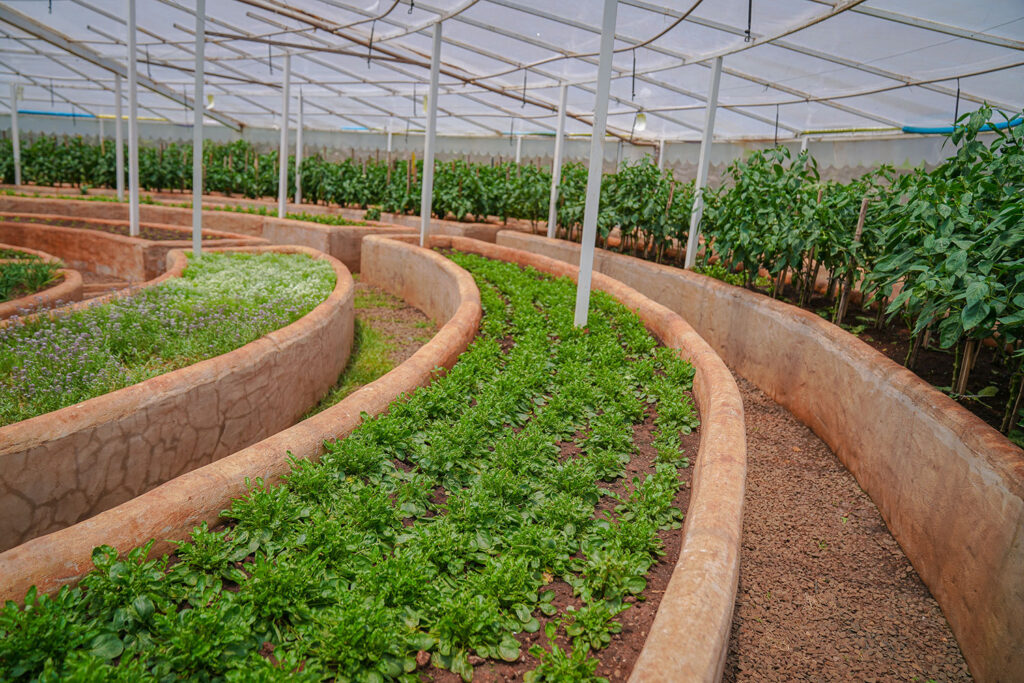 Técnicas de Plantio Ecológico em uma fazenda country, mostrando um campo verde e saudável.