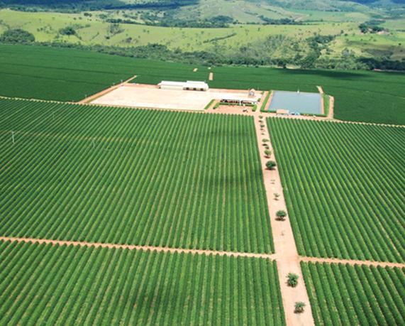 Fazenda sustentável com práticas agrícolas que respeitam o meio ambiente.