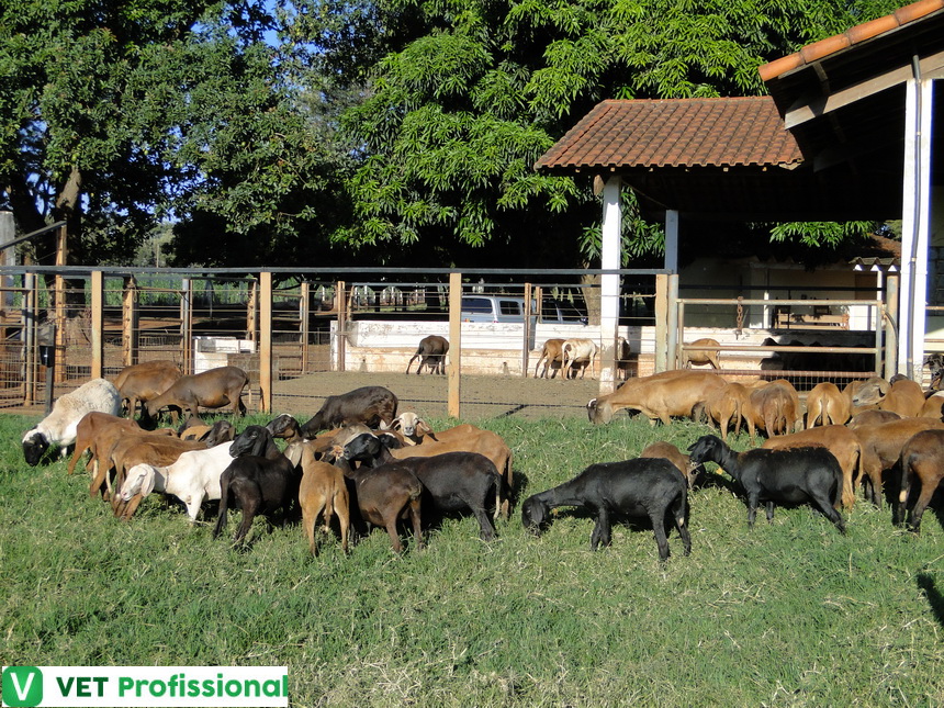 Cabras e ovelhas em um pasto verde, simbolizando a criação sustentável no campo.