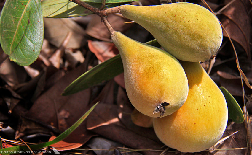 Frutas do Cerrado brasileiro em um campo aberto sob o sol