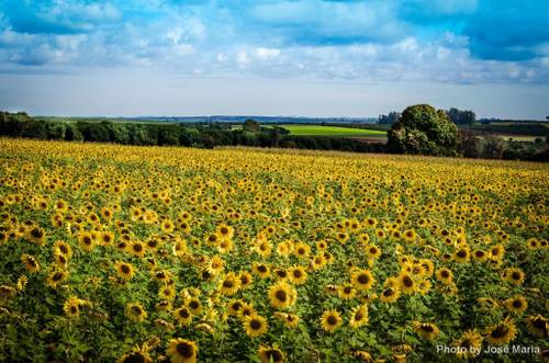 Campos de girassóis na fazenda, com o céu azul ao fundo e a luz do sol iluminando as flores