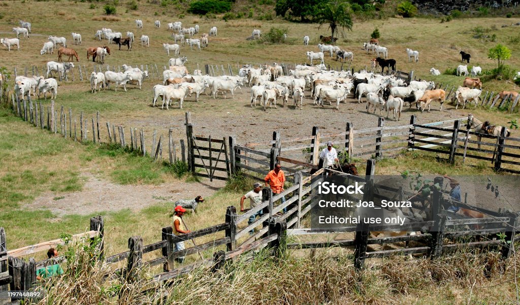 Cuidados com a fazenda, mostrando práticas de gestão sustentável