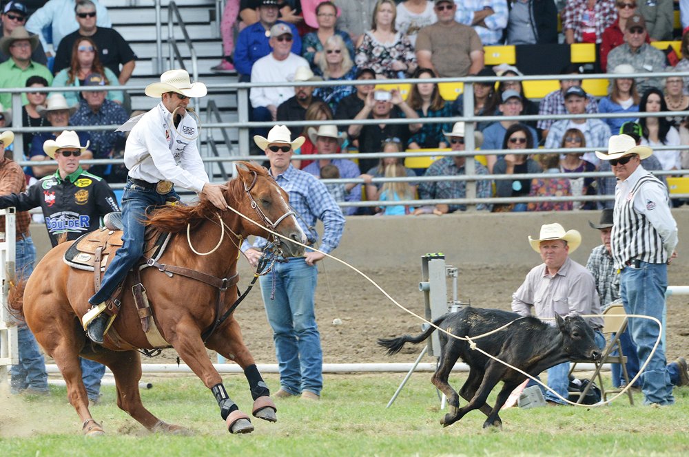 Competição de laço em ambiente country com cowboys e suas montarias.