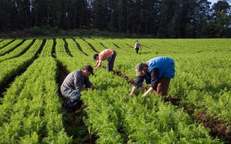 Uma fazenda verdejante com trabalhadores colhendo verduras frescas, simbolizando a agricultura familiar e a vida no campo.