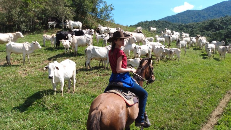 Um peão montado em um cavalo conduzindo uma boiada pelo campo aberto, representando a vida country.