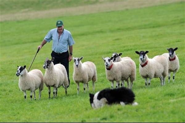 Ovelhas sendo pastoreadas por um cão sheepdog em um campo aberto