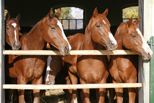 Cavalos pastando em um belo campo country, com paisagens rurais ao fundo.