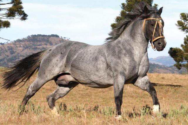 Cavalo Crioulo em pastagem aberta sob o céu azul, simbolizando beleza e tradição da raça.