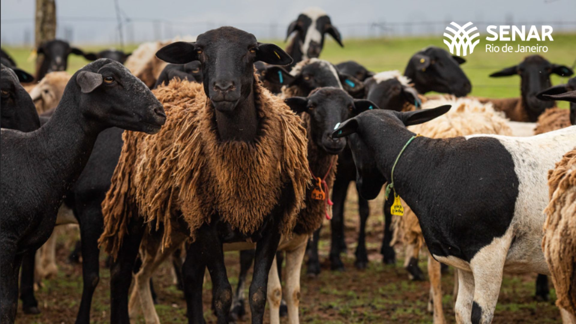 Ovinhos pastando em uma fazenda country