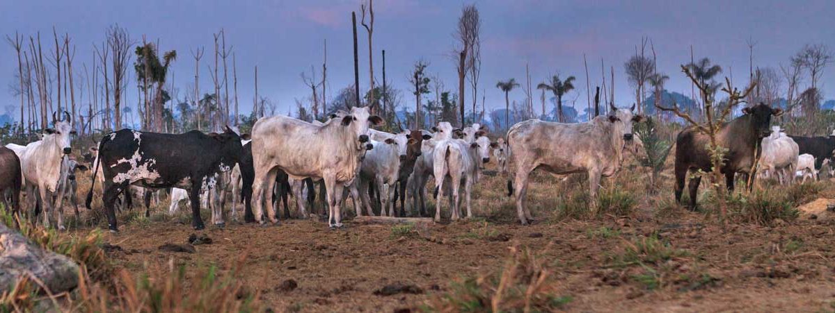 Imagem ilustrativa de pecuária em uma fazenda brasileira, com gado pastando em um campo rodeado de árvores.