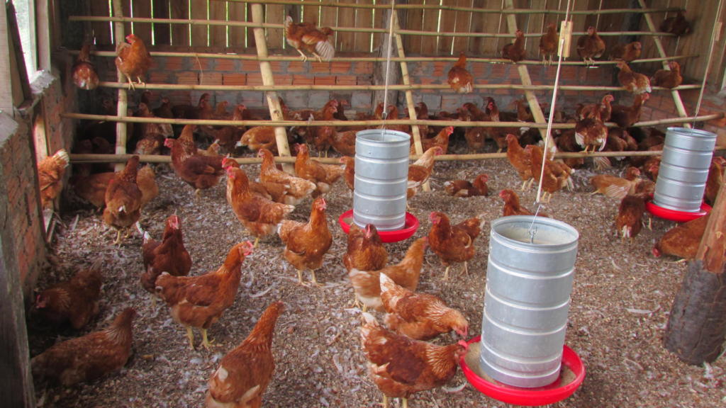 Galinhas caipiras em um ambiente rural, livres para ciscar e viver de forma natural.