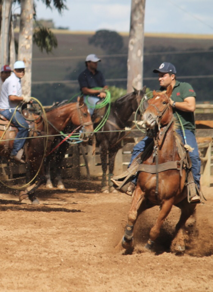 Cavalo de laço em ação durante uma competição de equitação country.