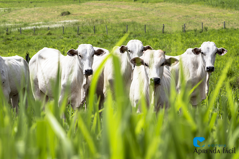 Gado de corte pastando em uma grande fazenda rural