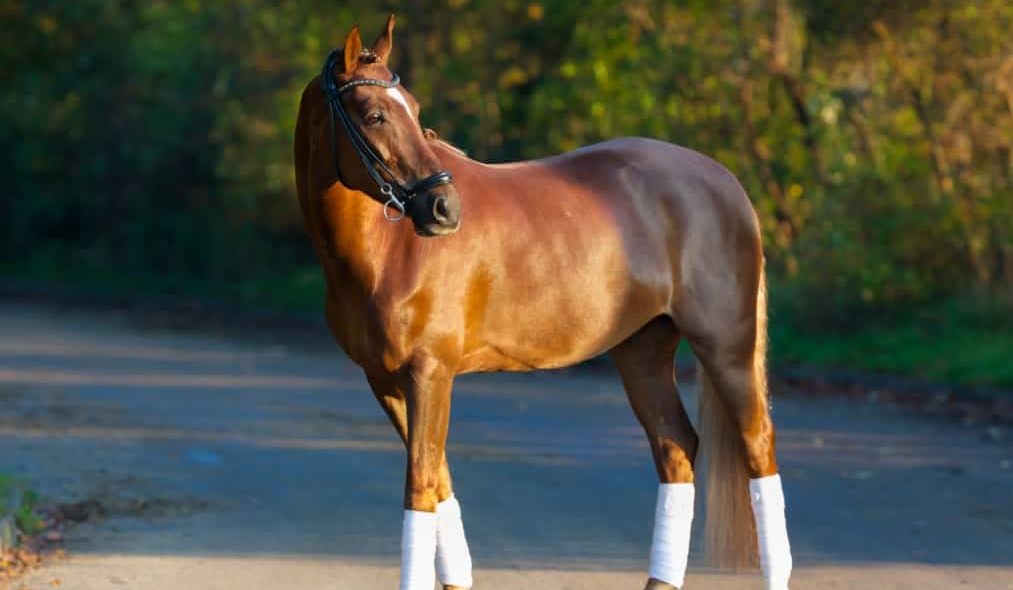 Cavalo de Trabalho no campo