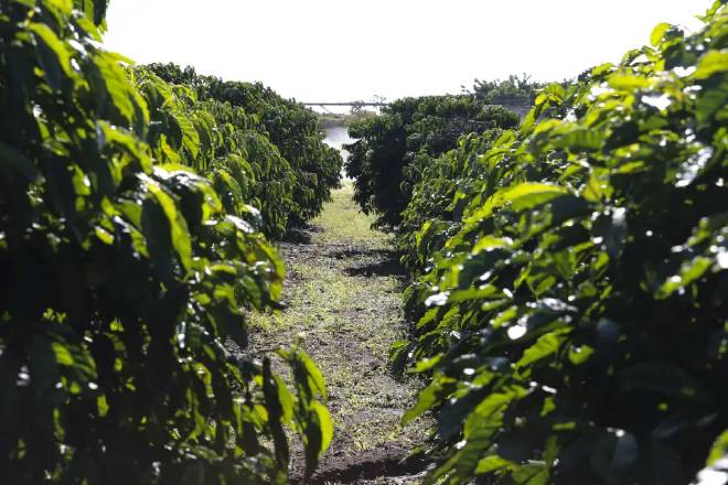 Plantação de café em um cenário rural country