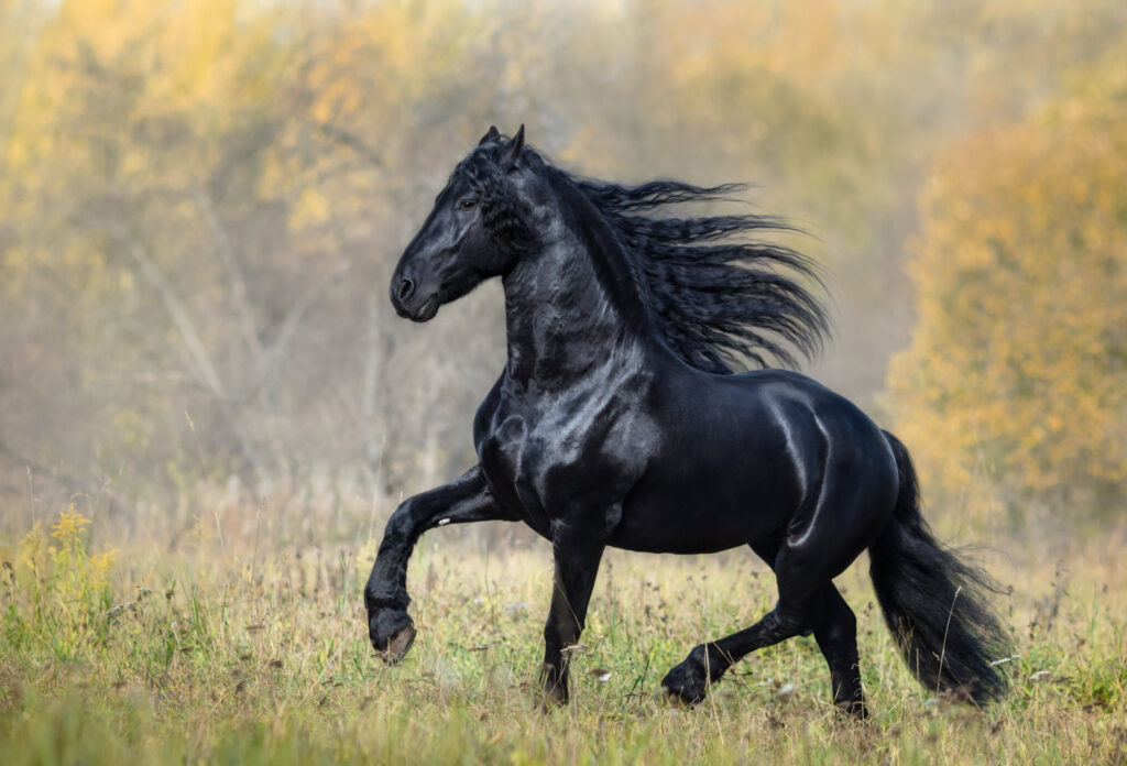 Cavalos da raça Quarto de Milha em um campo aberto