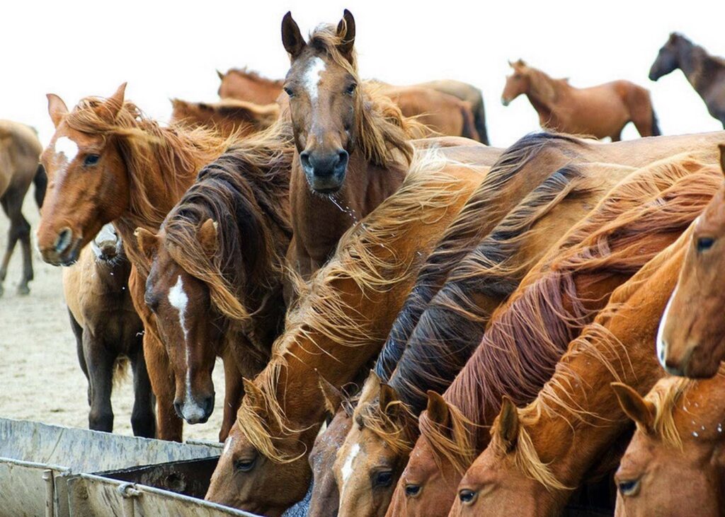 Cavalos trabalhando no campo sob o sol do Nordeste