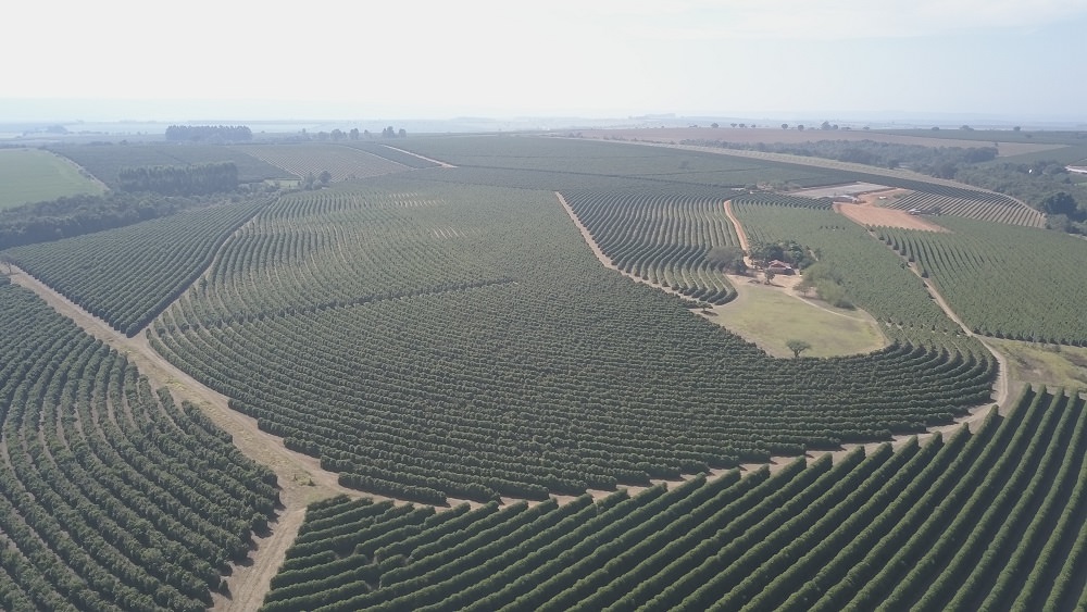 Plantação de café em uma paisagem rural brasileira