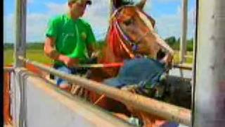 Cavalo sendo treinado em um campo amplo, com um treinador aplicando técnicas de adestramento.