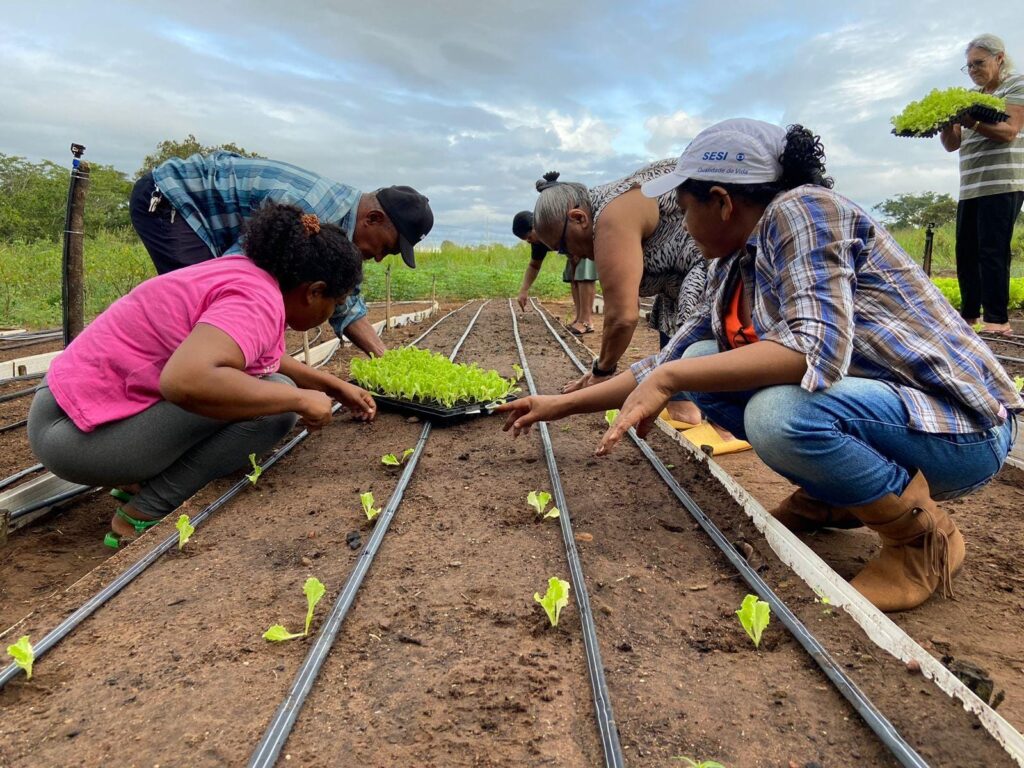 Cultivo orgânico em uma fazenda country com vistas panorâmicas.