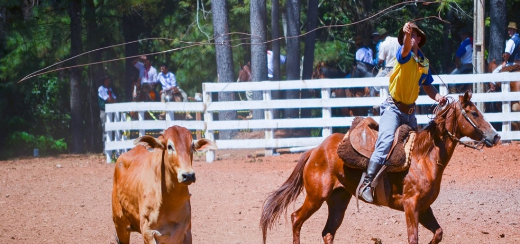 Competição de Laço com participantes demonstrando habilidade e técnica na arena.