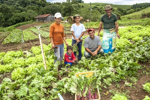 Atividades rurais no campo com praticas de agricultura sustentável.