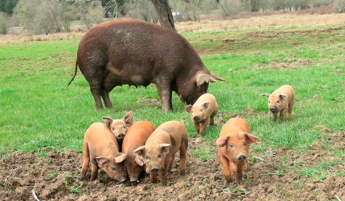 Um porco caipira saudável em um pasto verde, simbolizando a criação sustentável de suínos.