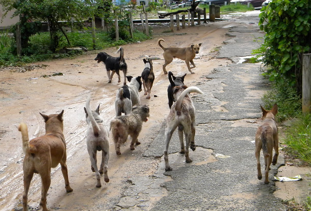 Cuidadores de animais em um ambiente rural com vacas e galinhas.