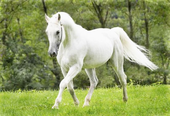 Cavalo Quarto de Milha branco em um campo aberto