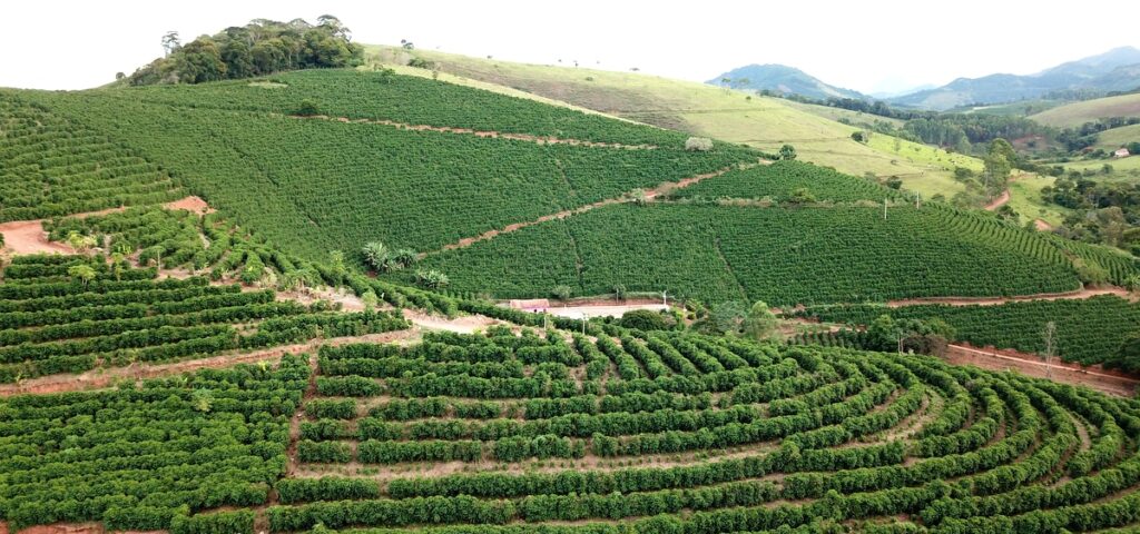 Técnicas de Plantação em Ambiente Country