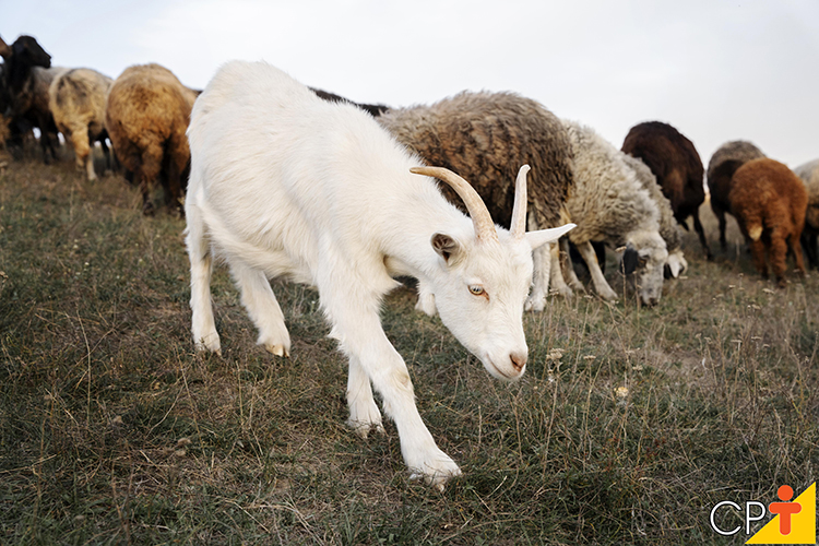 Caprinos felizes pastando em um ambiente rural