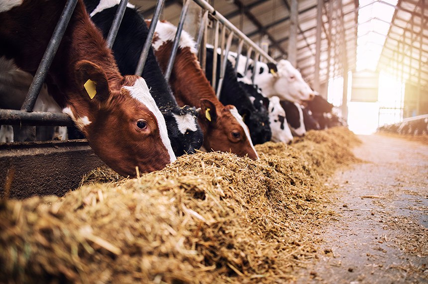 Fazendeiro cuidando de animais em um campo, destacando a importância da alimentação adequada.